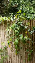 Vibrant Green Tropical Vines Climbing on Old Corrugated Concrete Wall