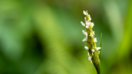 Macro of White Fluffy Flower Spike Against Soft Green Bokeh Background