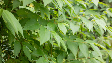 Lush Green Leaf Background Texture and Natural Pattern