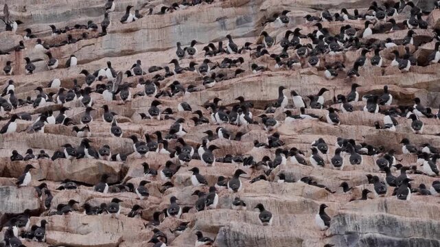 Vast colony of black-and-white seabirds packed onto stratified coastal cliff ledges, hundreds nesting, preening, and socializing across rugged rock terraces in a teeming rookery