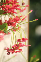 Ceguk flower (Combretum indicum) is a shrub with creeping or elongated roots originating from Myanmar.