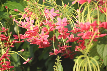 Ceguk flower (Combretum indicum) is a shrub with creeping or elongated roots originating from Myanmar.