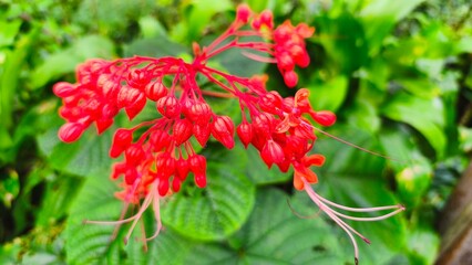 close up of red pagoda flowers or clerodendrum splendens with blurry background