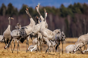 Naklejka premium Kraniche (Grus grus)