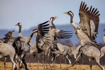 Naklejka premium Kraniche (Grus grus)
