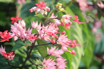 The betel leaf plant ( Red Clerodendrum thomsoniae) is a type of climbing ornamental plant belonging to the Lamiaceae family (formerly included in Verbenaceae) originating from tropical West Africa.