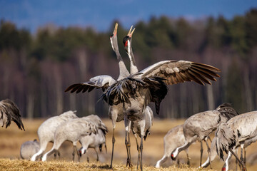 Naklejka premium Kraniche (Grus grus)