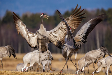 Kraniche (Grus grus)