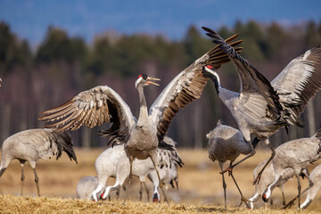 Naklejka premium Kraniche (Grus grus)