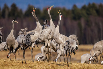 Obraz premium Kraniche (Grus grus)