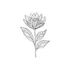  floral line art illustration 