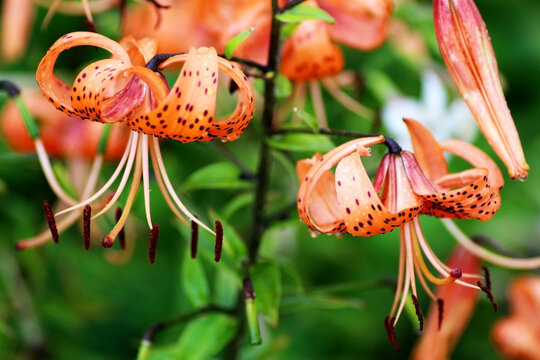 A bright orange tiger lily is a flower with black spots on the petals. - Powered by Adobe