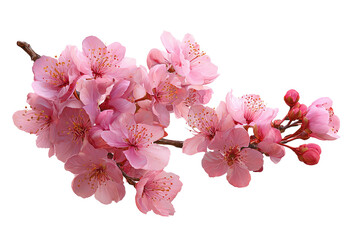Branch laden with vibrant pink blooms, displaying petals and buds, isolated on a dark background