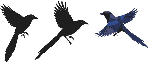 Beautiful blue magpie bird flying with open wings, side and front view silhouette illustration, elegant wildlife nature vector art design