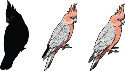 Three cockatoo bird illustrations showing black silhouette, semi-colored version, and fully colored tropical parrot vector art with detailed feathers