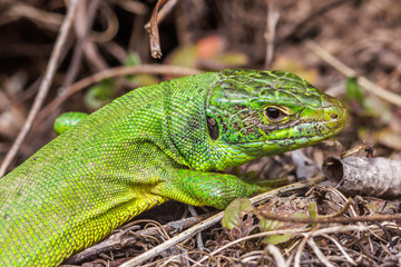 Westliche Smaragdeidechse (Lacerta bilineata)