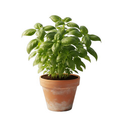 Fototapeta premium Fresh Green Basil Plant in a Terracotta Pot with Water Droplets Isolated on Transparent Background Product Lighting