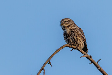Steinkauz (Athene noctua)