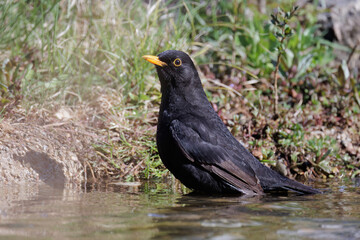 Amsel (Turdus merula) Männchen