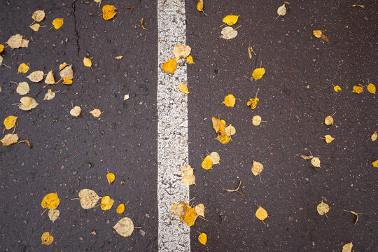 Yellow leaves asphalt top view. Beautiful autumn background with fallen leaves on the sidewalk. Traffic separation markings. An authentic design background. The concept of late autumn. Walking park