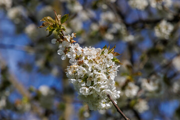 Kirschblüten