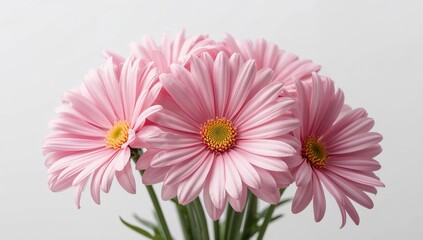 Pink Petals, Golden Centers. A Study in Floral Form and Pastel Tones, Observed Closely.