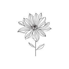 vector illustration of a daisy