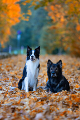 Obraz premium Portrait of purebred dogs, German Shepherd and Border Collie against the background of autumn scenery, background or wallpaper with a dog motif