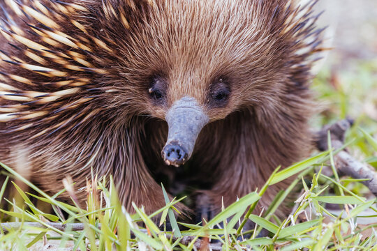 A tame echidna walks and looks for food in Guerilla bay near Mogo in New South Wales, Australia