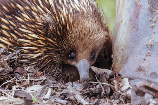 A tame echidna walks and looks for food in Guerilla bay near Mogo in New South Wales, Australia