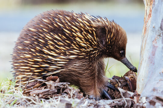 A tame echidna walks and looks for food in Guerilla bay near Mogo in New South Wales, Australia