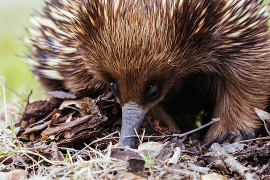 A tame echidna walks and looks for food in Guerilla bay near Mogo in New South Wales, Australia