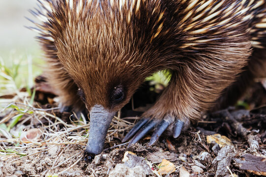 A tame echidna walks and looks for food in Guerilla bay near Mogo in New South Wales, Australia