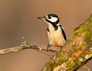 Naklejka premium Bird perches on a branch in natural woodland setting