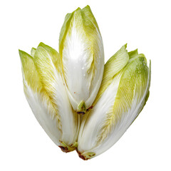 Chicoree isolated on transparent background