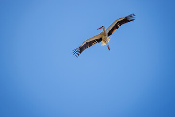 Cigogne blanche au nid ou en approche
