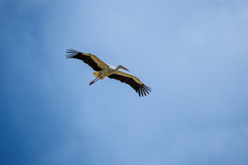 Cigogne blanche au nid ou en approche