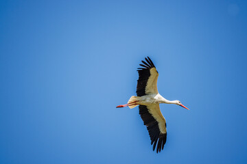 Cigogne blanche au nid ou en approche