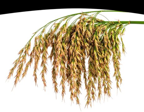 Close-up of a seedhead with feathery plumes against white & black, natural light