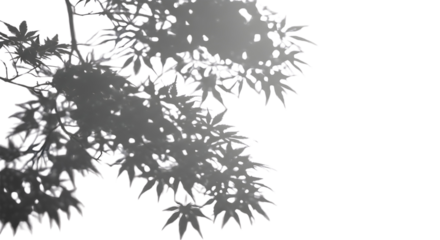 A soft, diffused shadow of maple leaves with distinct pointed lobes is cast from the left onto a plain transparent background.