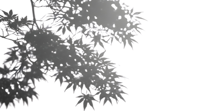A soft, diffused shadow of maple leaves with distinct pointed lobes is cast from the left onto a plain transparent background.