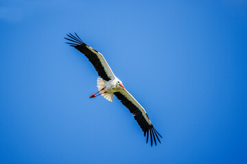 Cigogne blanche au nid ou en approche