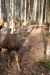 Close-up view of a dappled deer with antlers in a wooded area during autumn sunlight