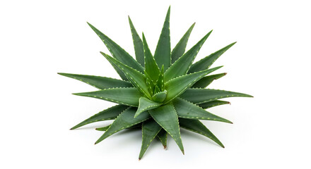 Fototapeta premium Isolated aloe vera plant on white background for medicinal and skincare use