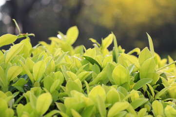 The young shoots of tree, light green color with dewdrops fresh in the morning