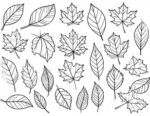 Black and white illustration of various leaf shapes and sizes