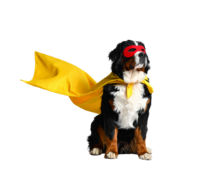 Calm Bernese Mountain Dog Superhero Sitting Sideways with Yellow Cape Flowing, isolated on transparent background