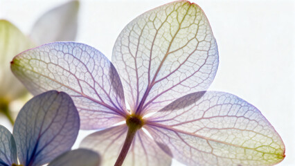 Closeup of a translucent flower petal