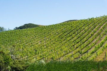 Vineyard landscape on Waiheke Island, New Zealand