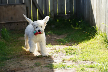 Playful labradoodle puppy running outdoors